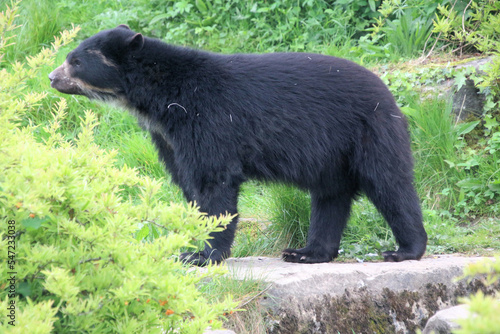 black bear in the woods