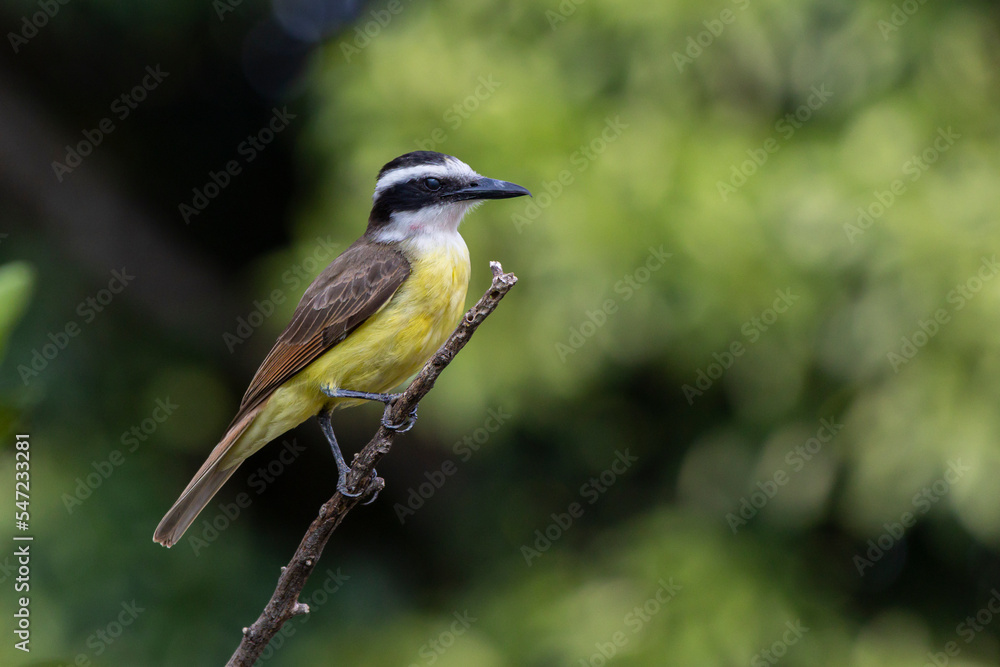 The yellow bird from Brazil. The Great Kiskadee also know as Bem-te-vi perched on a top of tree. Species Pitangus sulphuratus. Animal world. Bird lover. Birdwatching. Flycatcher. The yellow bird from Brazil. The Great Kiskadee also know as Bem-te-vi perched on a top of tree. Species Pitangus sulphuratus. Animal world. Bird lover. Birdwatching. Flycatcher.