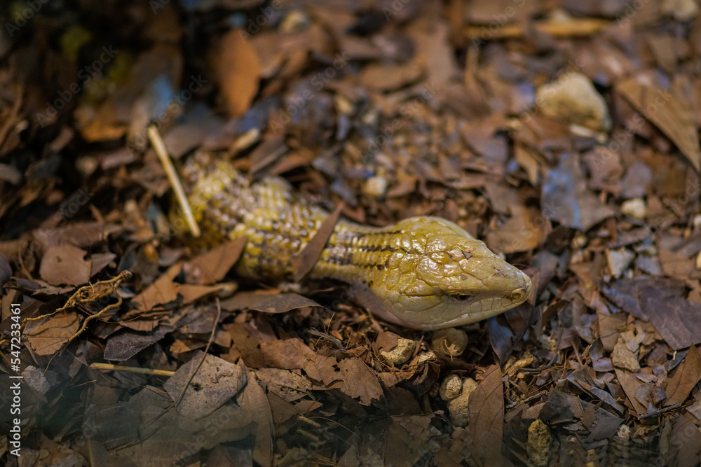 Reptile Reptile