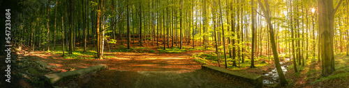 Herbst Wald Panorama mit Sonne
