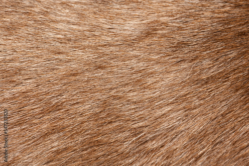 close up of brown goat fur