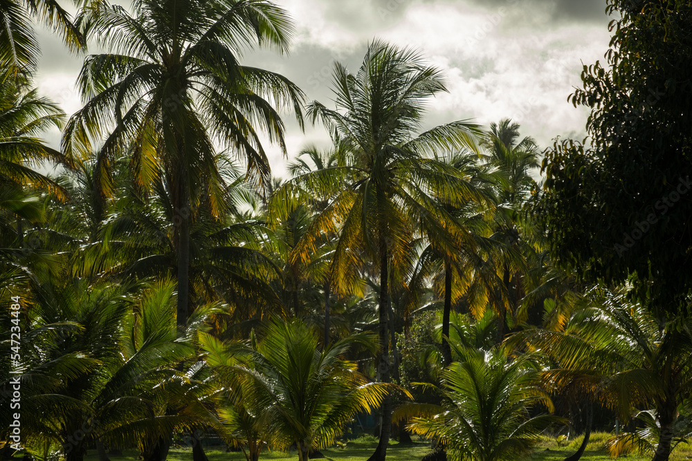 several coconut trees in a sunny day among clouds