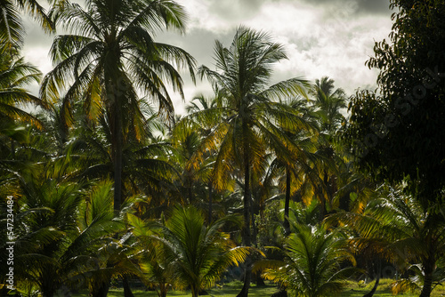 several coconut trees in a sunny day among clouds