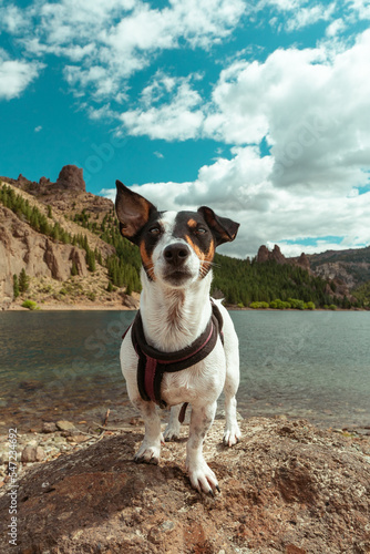 perro cachorro  feliz de viaje © Ezequiel