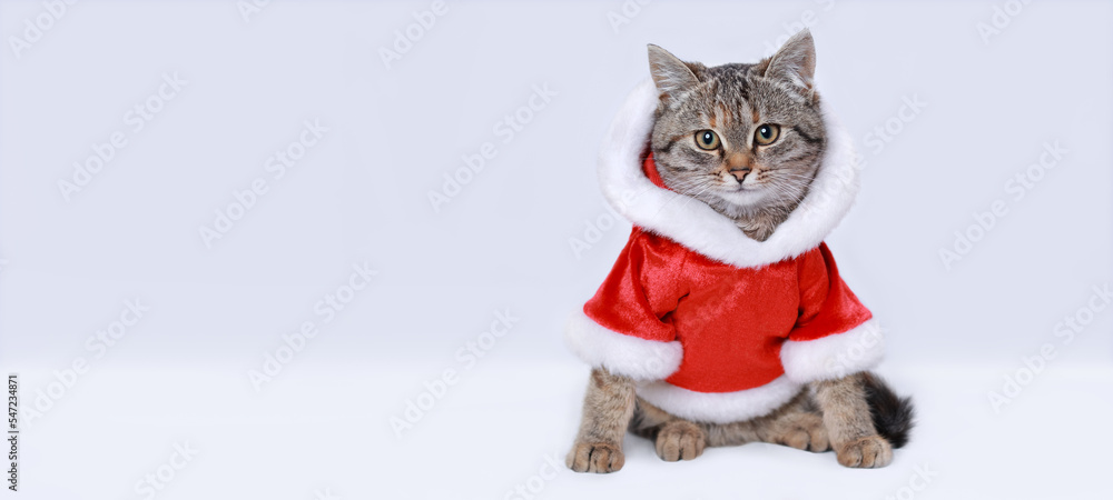 New Year greeting card. Symbol of the year 2023. Cat in Santa costume. Kitten on the white background. Kitten Santa Claus. Merry Christmas. Happy New Year. Winter. Space for text. Web banner New Year greeting card. Symbol of the year 2023. Cat in Santa costume. Kitten on the white background. Kitten Santa Claus. Merry Christmas. Happy New Year. Winter. Space for text. Web banner