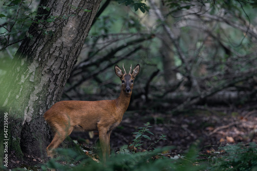 Fototapeta Naklejka Na Ścianę i Meble -  Majestic roe deer in the forest- Capreolus capreolus