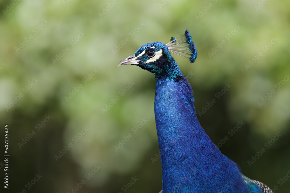 Portrait of beautiful peacock in the wild - Pavo cristatus Portrait of beautiful peacock in the wild - Pavo cristatus