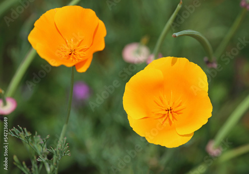 California Poppy close up - California