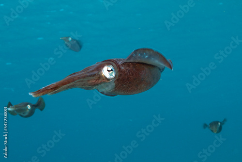 Caribbean reef squid ,Sepioteuthis sepioidea,