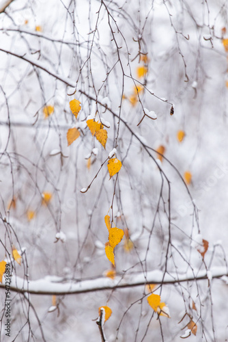 Yellow birch leaves in the snow. Bright autumn - winter background. The first snow. A winter s tale. Winter landscape.