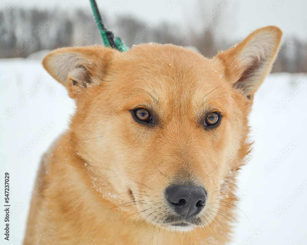Portrait of an adult red dog on a white snow background Portrait of an adult red dog on a white snow background