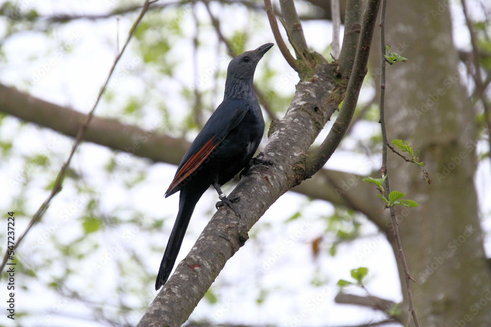 Fototapeta premium A view of a Bird in a tree