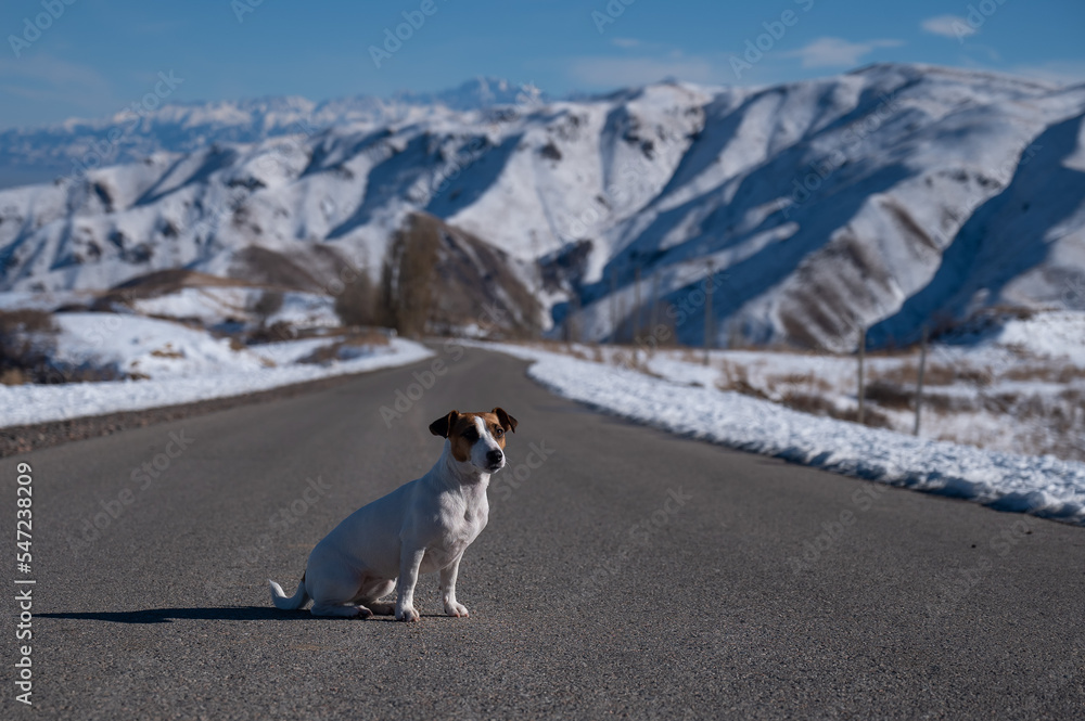 Dog jack russell terrier sits on the road among the snowy mountains. 