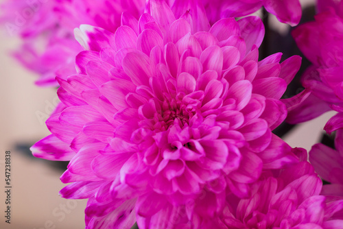 close-up Beautiful blooming flowers. copy space.pink chrysanthemum flower.