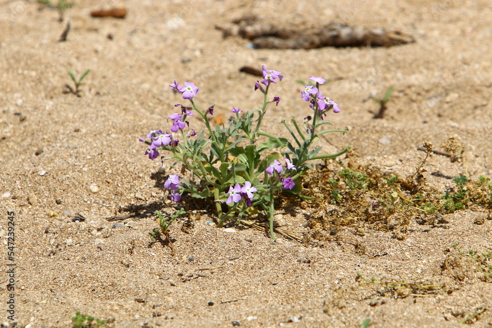 Green plants and flowers grow on the sand on the Mediterranean coast. Green plants and flowers grow on the sand on the Mediterranean coast.