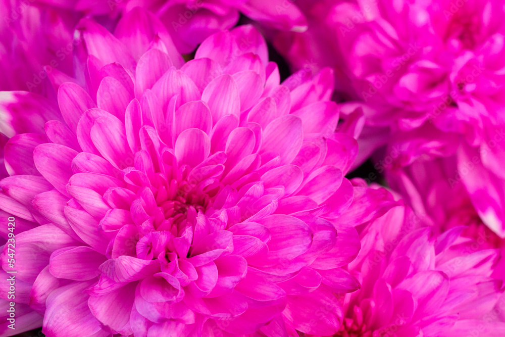 close-up of Beautiful blooming pink chrysanthemums. copy space. Bright background. Purple flowers close-up of Beautiful blooming pink chrysanthemums. copy space. Bright background. Purple flowers