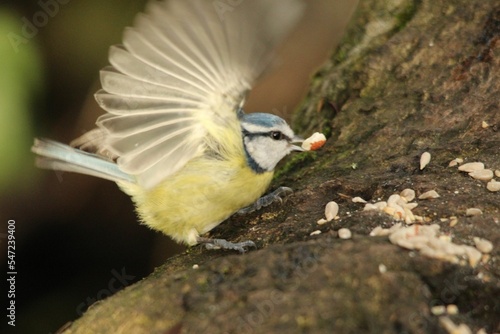 Close-up shot of a Great tit eating nuts on a rocky surface photo