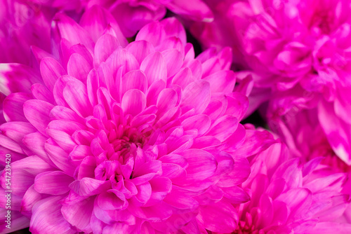 close-up of Beautiful blooming pink chrysanthemums. copy space. Bright background. Purple flowers