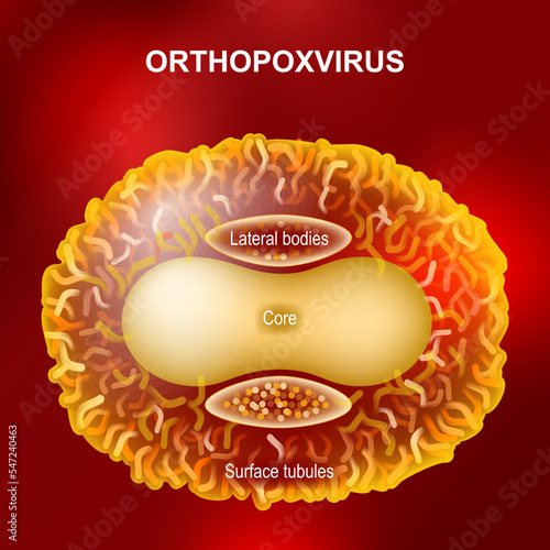 Orthopoxvirus or Monkeypox virus that cause smallpox, cowpox, horsepox, camelpox, and monkeypox photo