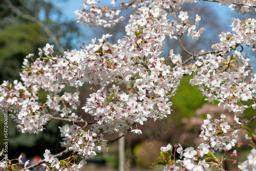 Close up of white cherry blossom