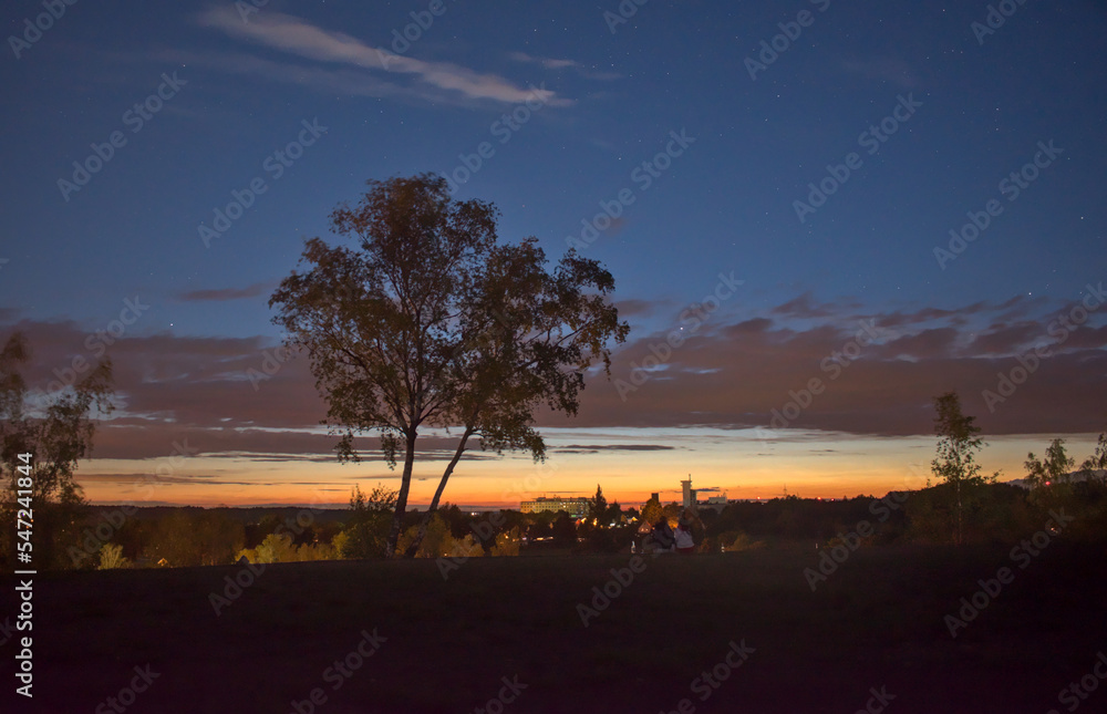 isolated single tree in the dawn in summer 