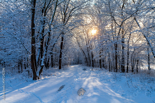 Alley between rows of trees on a sunny winter day, oaks after a snowfall, shadows of trees on the snow. The sun's rays gleam through the trees. © Mikhail