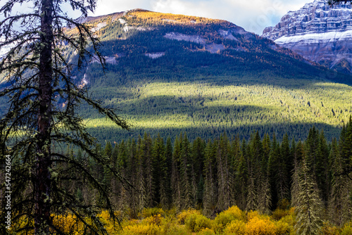 Fall colours in all their splender along the Bow Valley Parkway. Banff National Park, Alberta, Canada