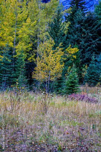 Fall colours in all their splender along the Bow Valley Parkway. Banff National Park, Alberta, Canada photo