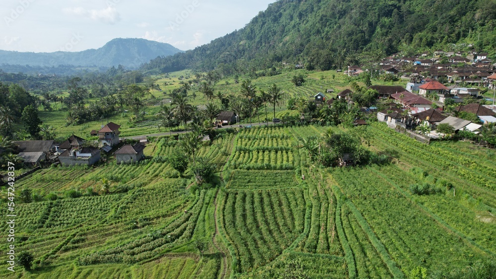 Bali, Indonesia - November 13, 2022: The Bali Terrace Rice Fields