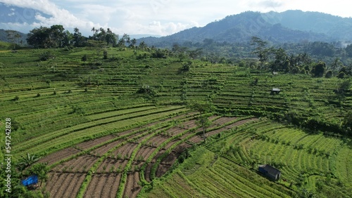 Bali, Indonesia - November 13, 2022: The Bali Terrace Rice Fields