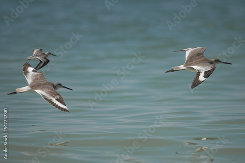 flock of sandpipers