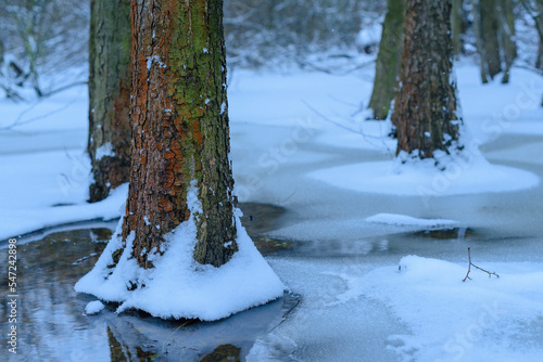 Trees standing in partially frozen water, trees standing in ice, frozen water and tree trunks photo