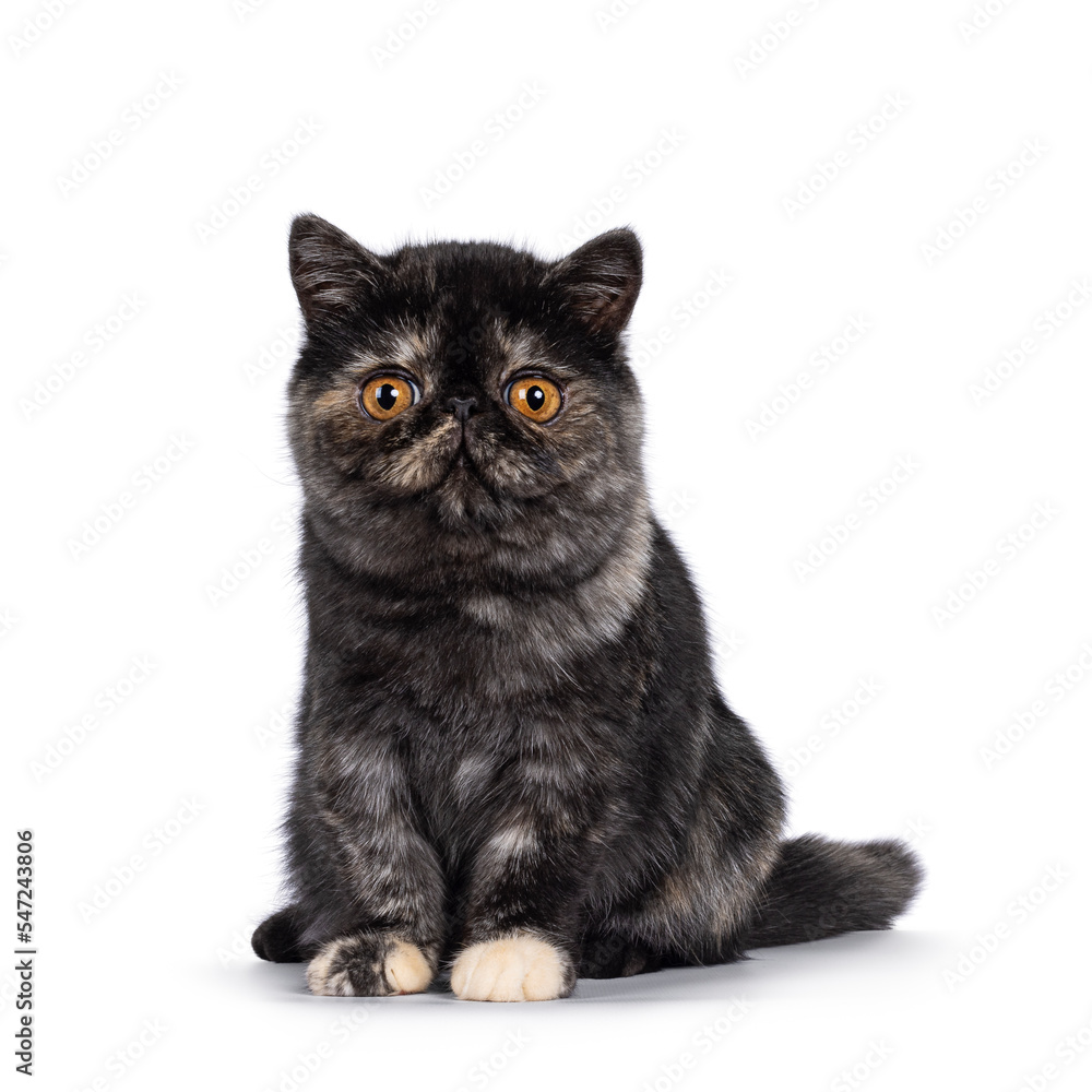 Cute tortie Exotic Shorthair cat kitten, sitting up facing front. Looking towards camera with round head and big orange eyes. Isolated on a white background.