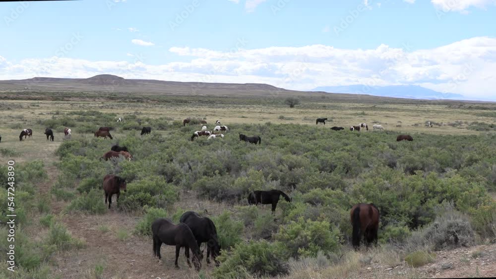 Wild Horses in Autumn in the Wyoming Desert Wild Horses in Autumn in the Wyoming Desert