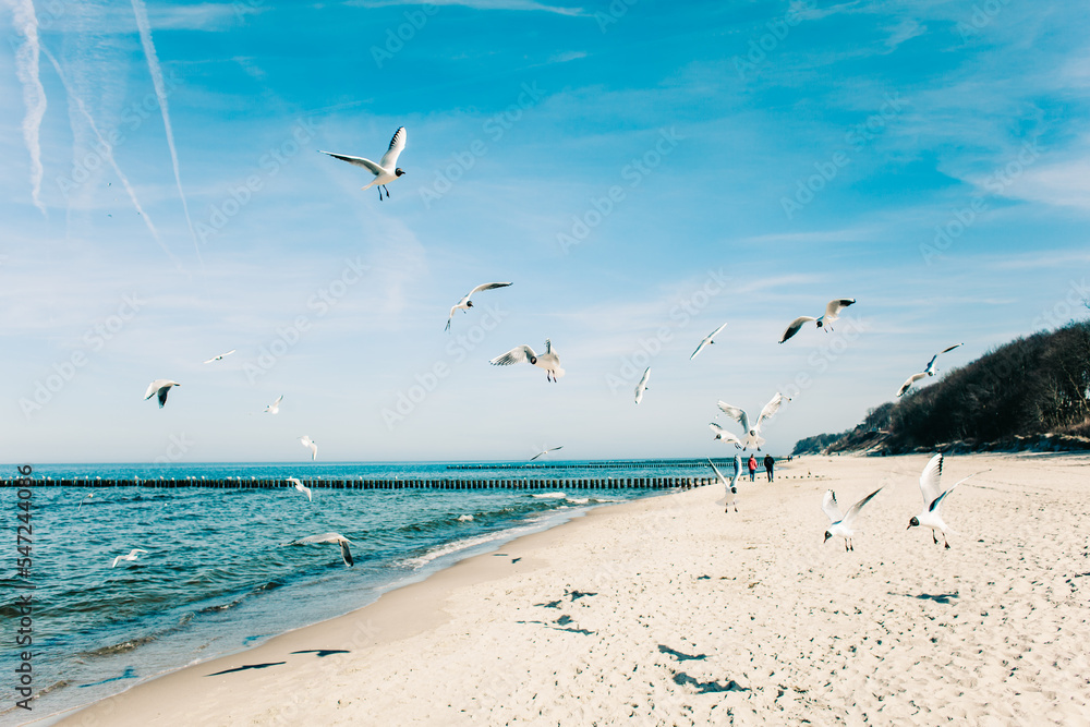 Rybitwy rzeczne na plaży w nadmorskiej miejscowości Rewal w województwie Zachodniopomorskim. Rybitwy rzeczne na plaży w nadmorskiej miejscowości Rewal w województwie Zachodniopomorskim.