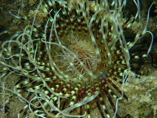 Cylinder anemone or coloured tube anemone (Cerianthus membranaceus) close-up undersea, Aegean Sea, Greece, Halkidiki
 photo