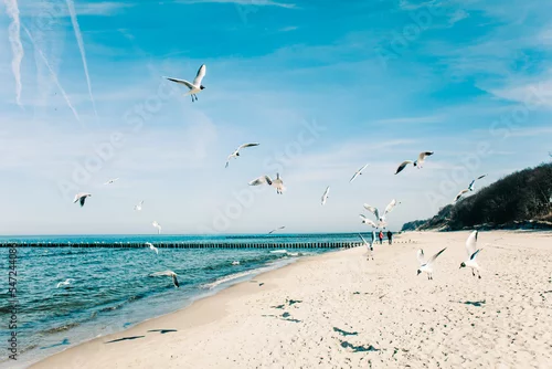 Obraz Rybitwy rzeczne na plaży w nadmorskiej miejscowości Rewal w województwie Zachodniopomorskim. 