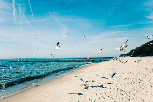 Rybitwy rzeczne na plaży w nadmorskiej miejscowości Rewal w województwie Zachodniopomorskim.  photo