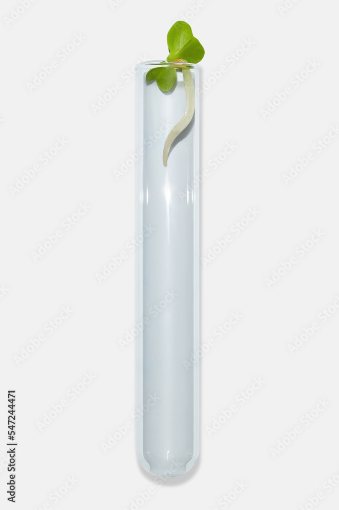 Laboratory glassware with plant sprouts. On a light background. Greens, sprouts, research, bio engineering, study, cultivation. Laboratory glassware with plant sprouts. On a light background. Greens, sprouts, research, bio engineering, study, cultivation.