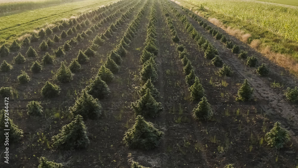 Fototapeta premium Aerial view of large cannabis medical marijuana hemp fields at sunset