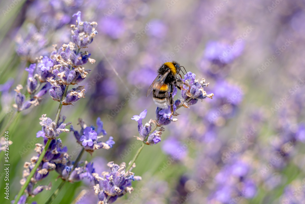 Drone, male honey bee, on a lavender flower Drone, male honey bee, on a lavender flower