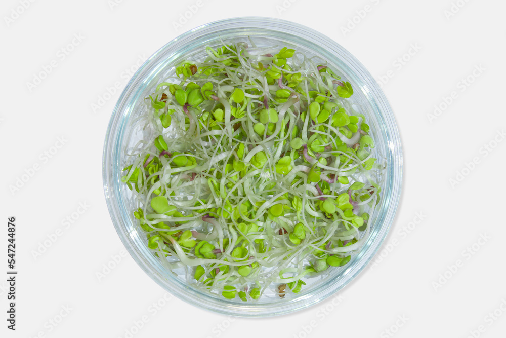Laboratory glassware with plant sprouts. On a light background. Greens, sprouts, research, bio engineering, study, cultivation. Laboratory glassware with plant sprouts. On a light background. Greens, sprouts, research, bio engineering, study, cultivation.