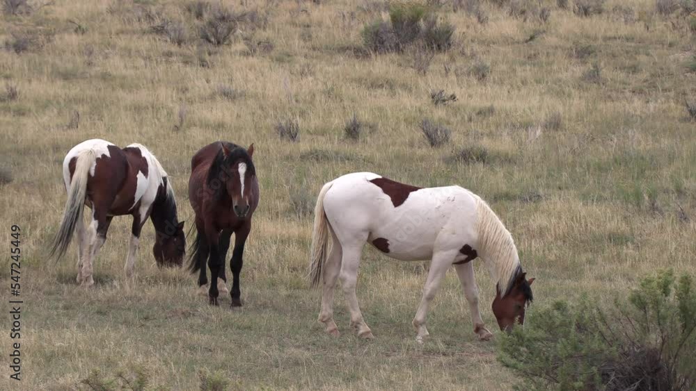 Wild Horses in Autumn in the Wyoming Desert Wild Horses in Autumn in the Wyoming Desert