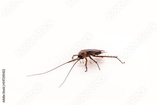 cockroach on isolated white background, American cockroach, red, macro photo