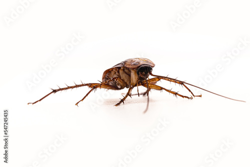 cockroach on isolated white background, American cockroach, red, macro photo
