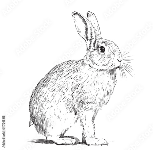 Cute rabbit sketch hand drawn engraving style Vector illustration