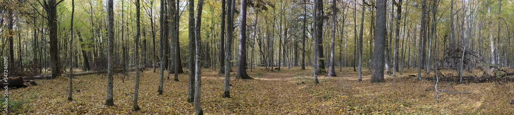 Naklejka premium Natural deciduous autumnal forest panorama