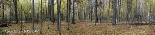 Natural deciduous autumnal forest panorama