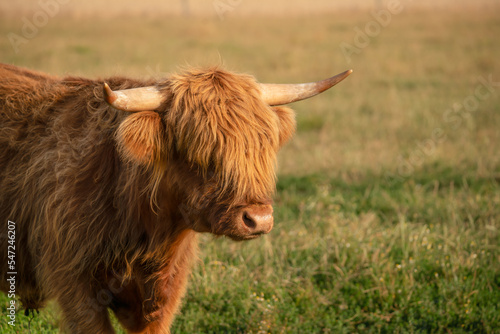 highland cow in a field