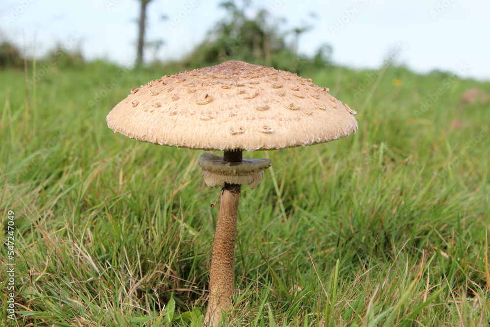 a parasol mushroom in a green grassland in an open forest in autumn closeup a parasol mushroom in a green grassland in an open forest in autumn closeup